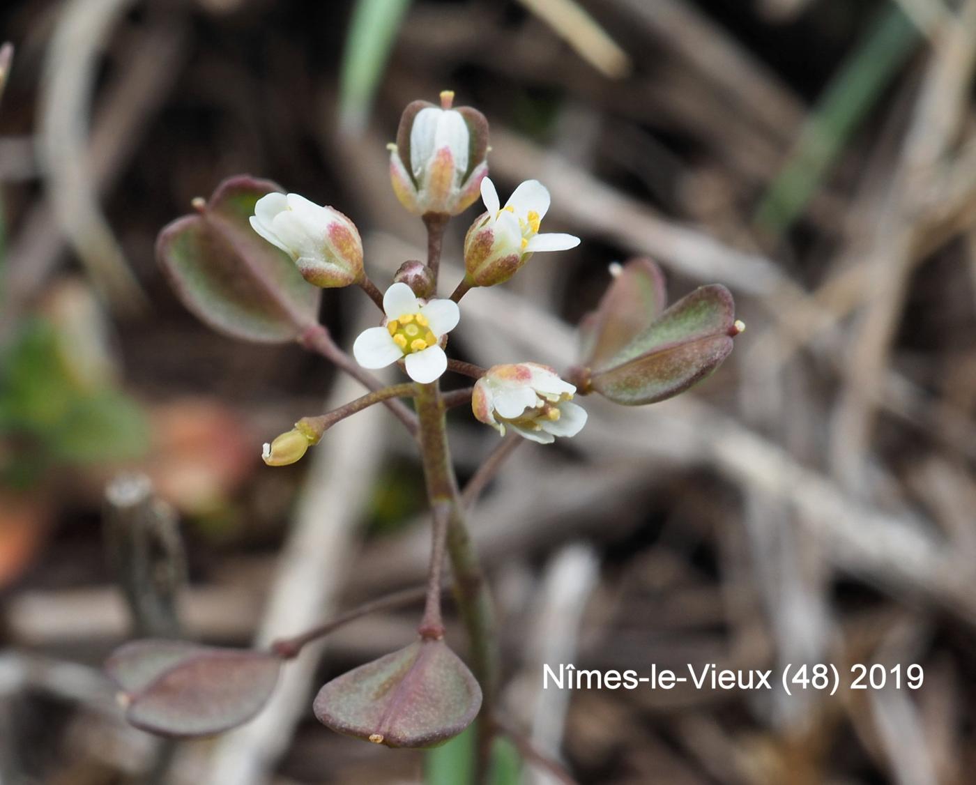 Pennycress, Perfoliate flower